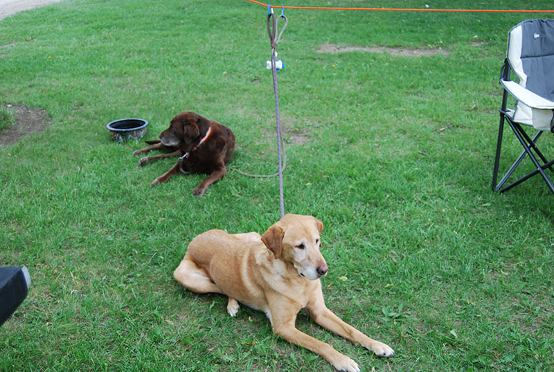 Camping in SD with my dogs